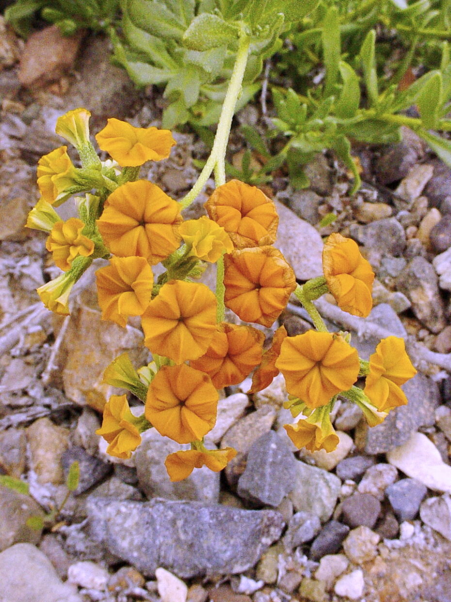 Heliotropium lineariifolium  Quebrada Esmeralda South Of Taltal Antogagasta  Ca  250 M  27 Oct 2002  Arf