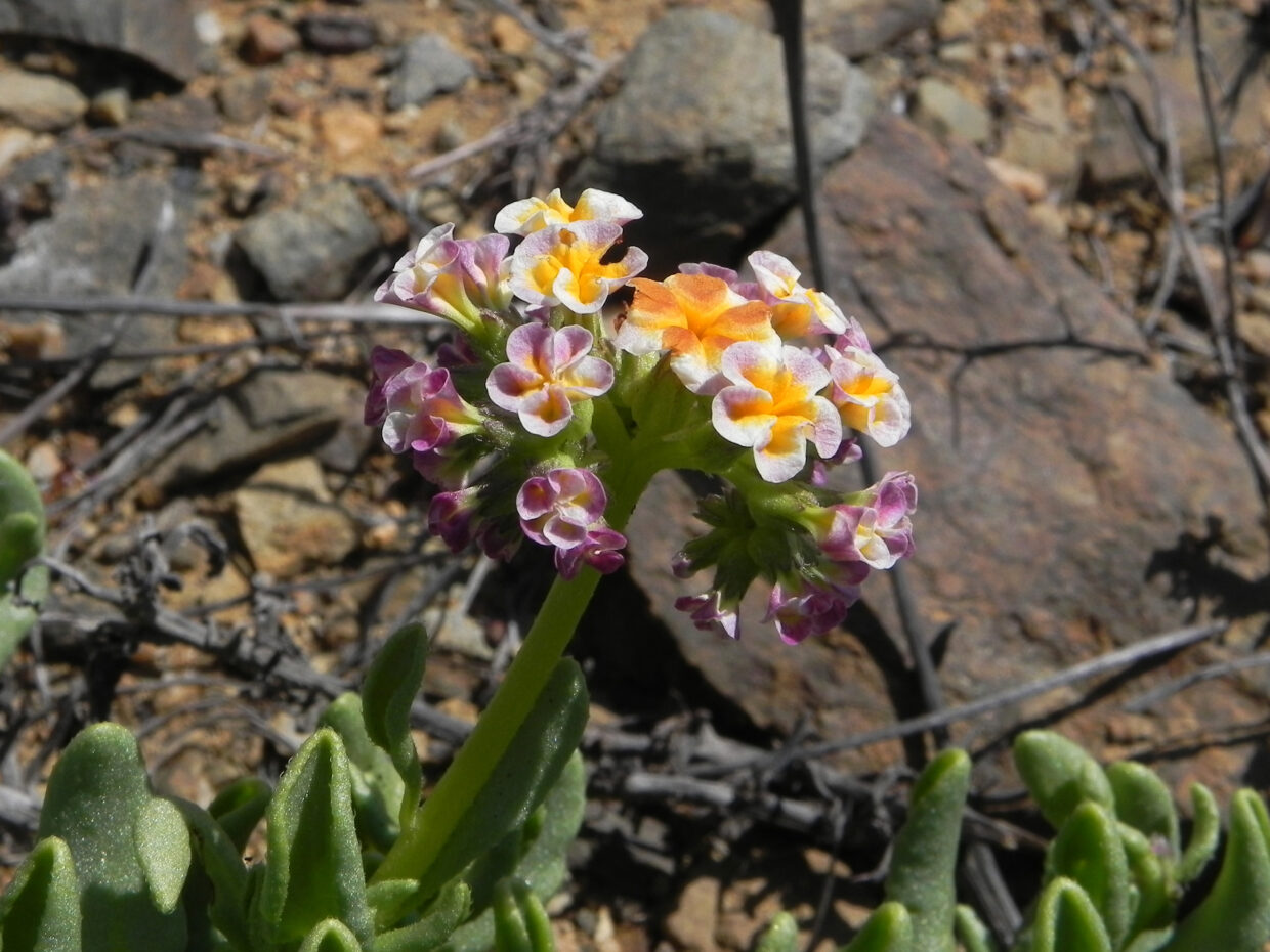 Heliotropium floridum 5 Huasco Oct15 Eitel Thielemann