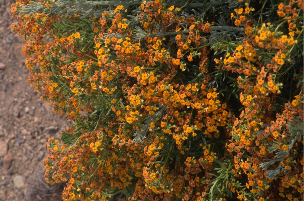 Heliotropium Linearifolium 11548