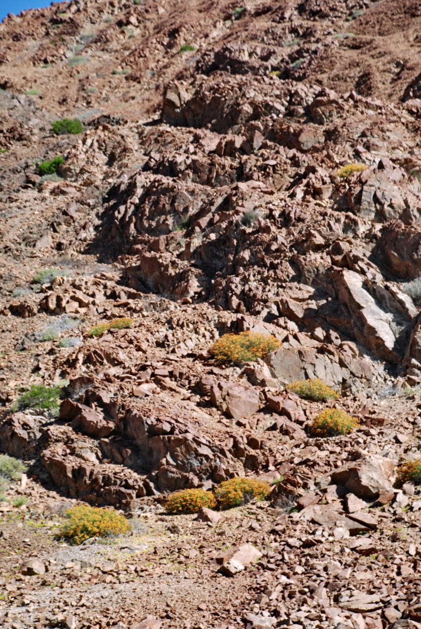 Heliotropium lineariifolium Habitat  Quebrada Del Potrero Ca  27 Km Se Of Caldera Atacama  Ca  600 M  17 Aug 2017  Jmw