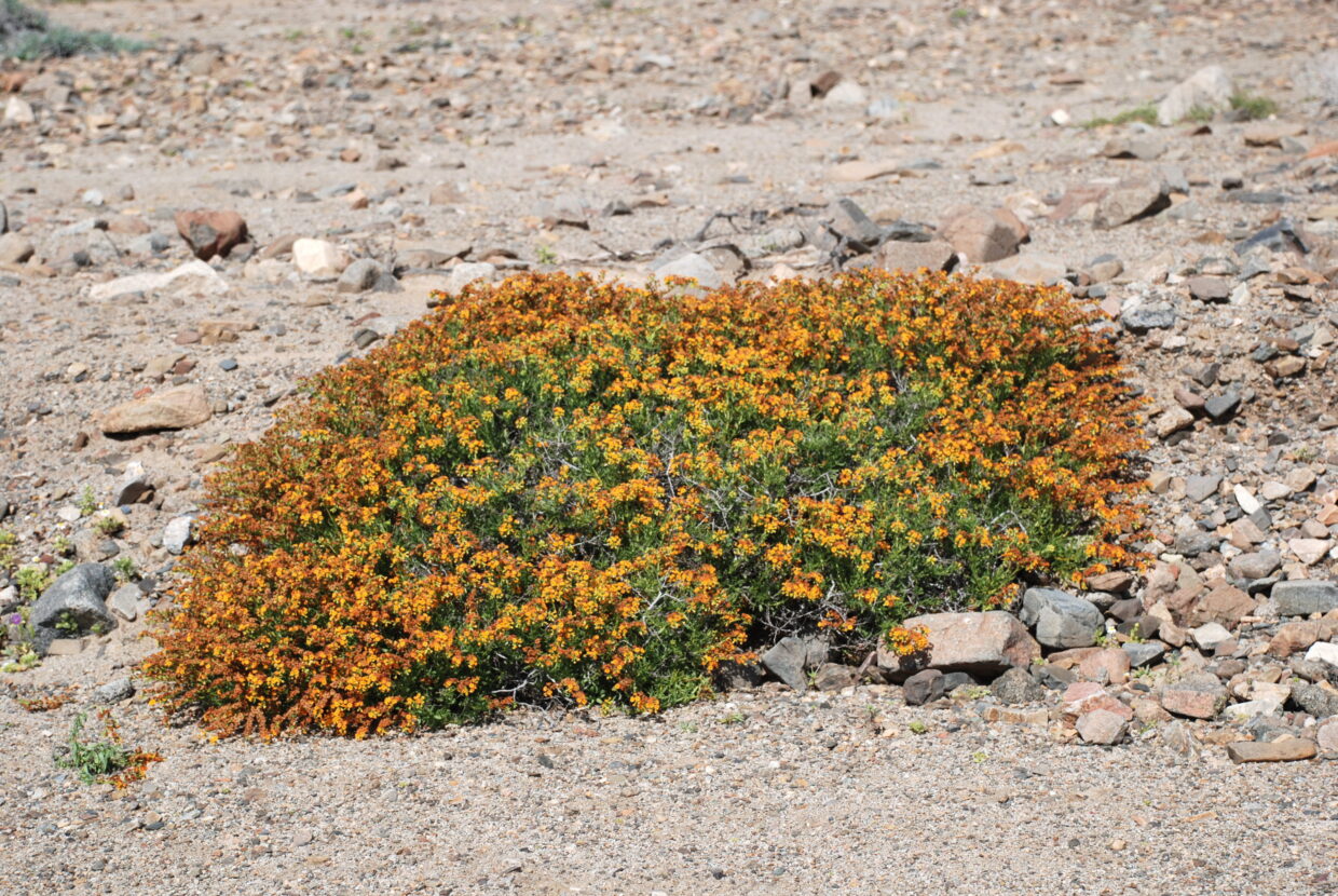 Heliotropium lineariifolium  Quebrada Del Potrero Ca  27 Km Se Of Caldera Atacama  Ca  600 M  17 Aug 2017  Jmw 2