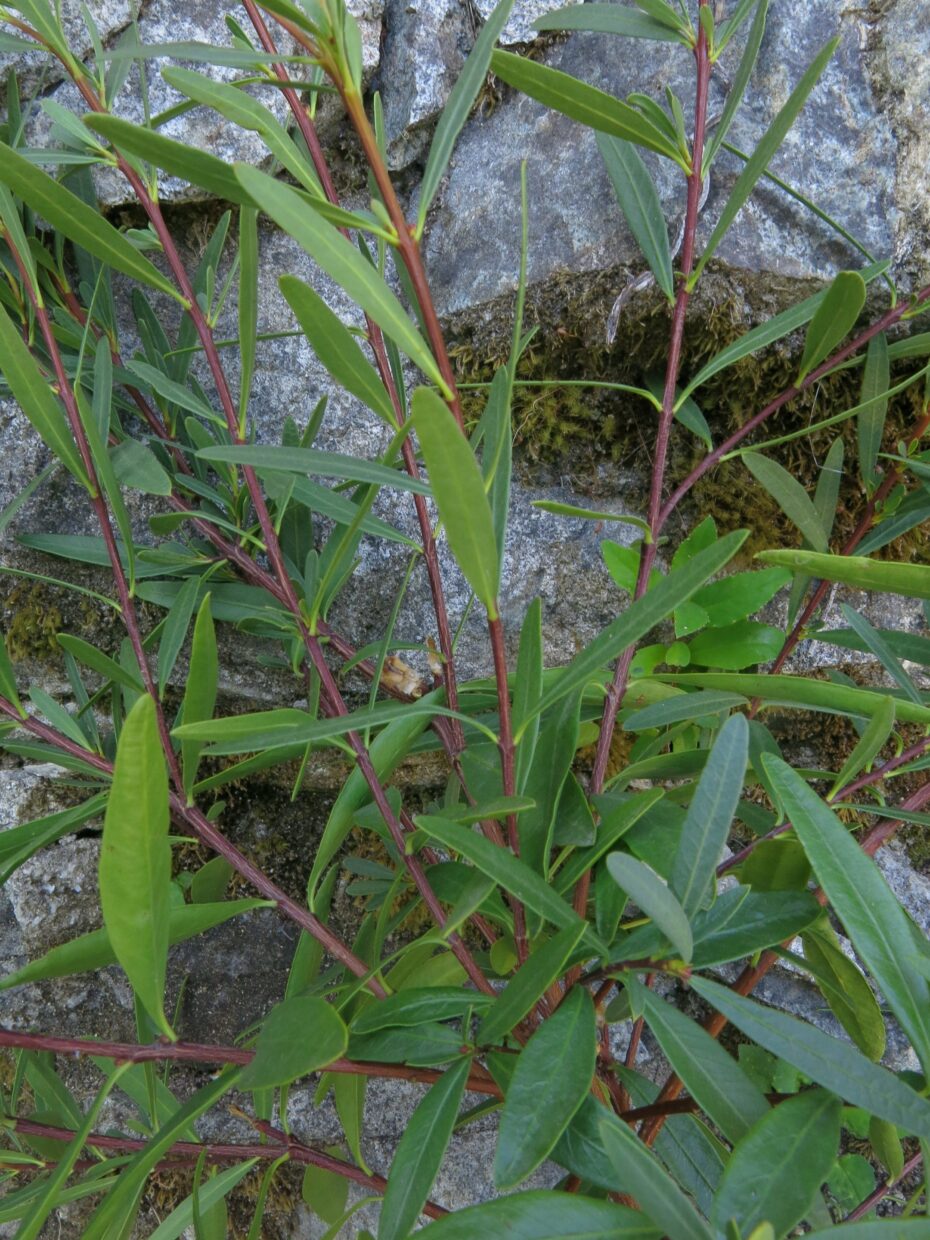 Img 0414Wc  Colliguaya-dombeyanasalicifolia