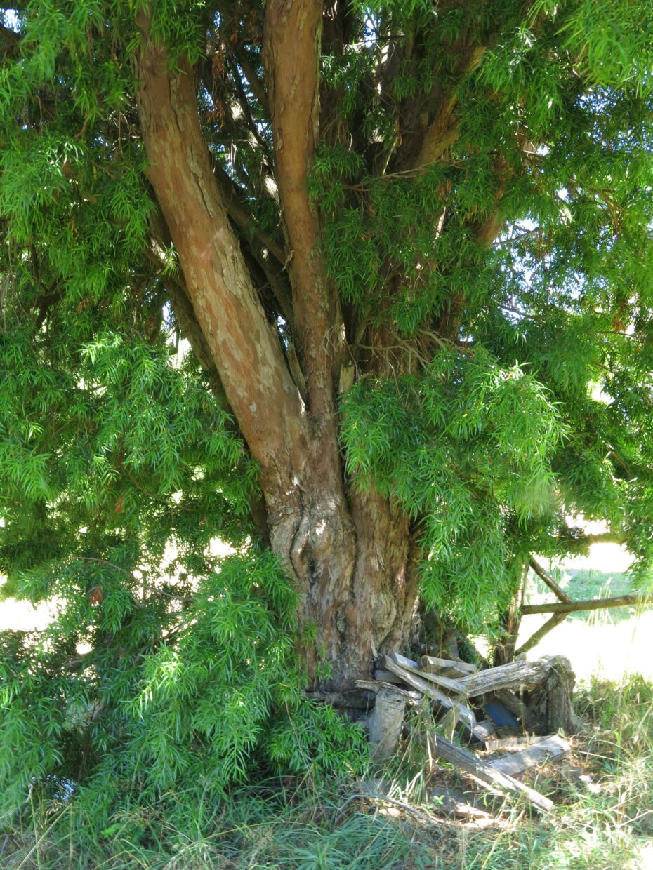 Podocarpus salignus_Img 1039