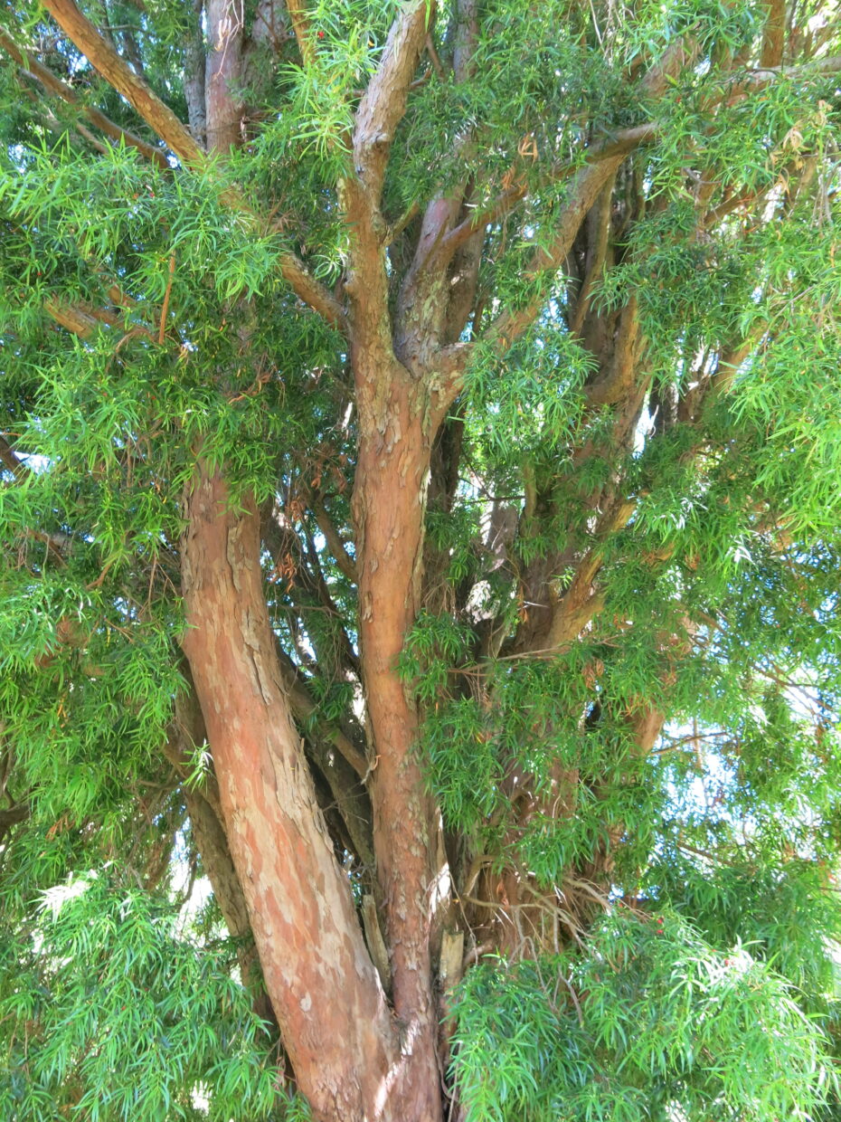 Podocarpus salignus_Img 1041