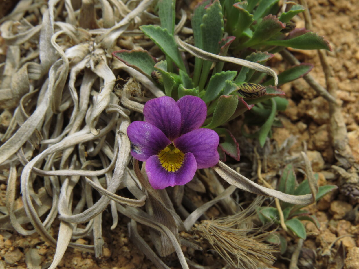 IMG 5400 Viola truncata