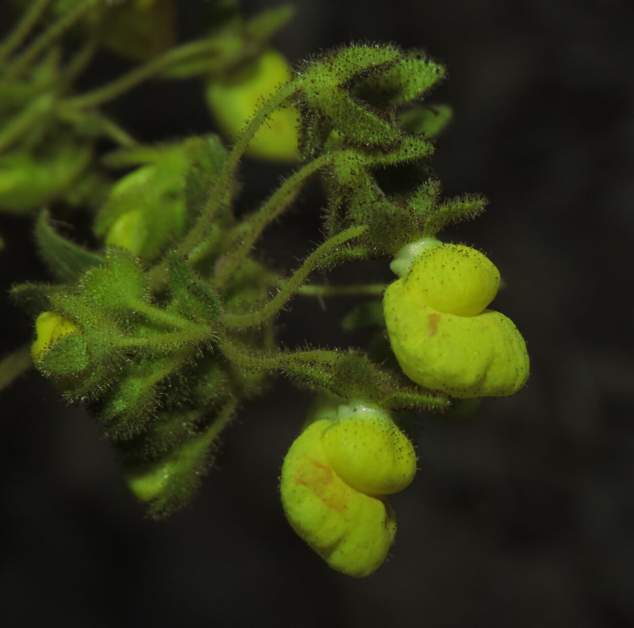 Img 5534 Calceolaria asperula