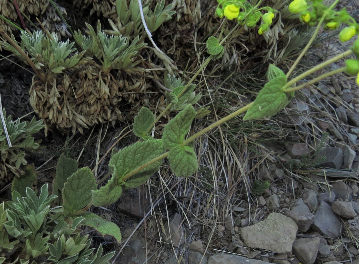 Img 5543 Calceolaria asperula