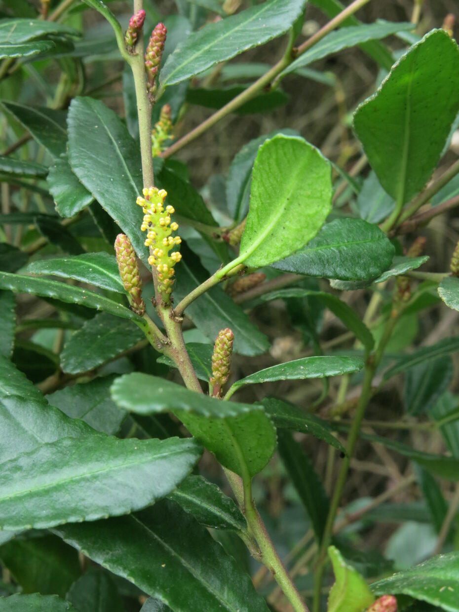 Male inflorescence