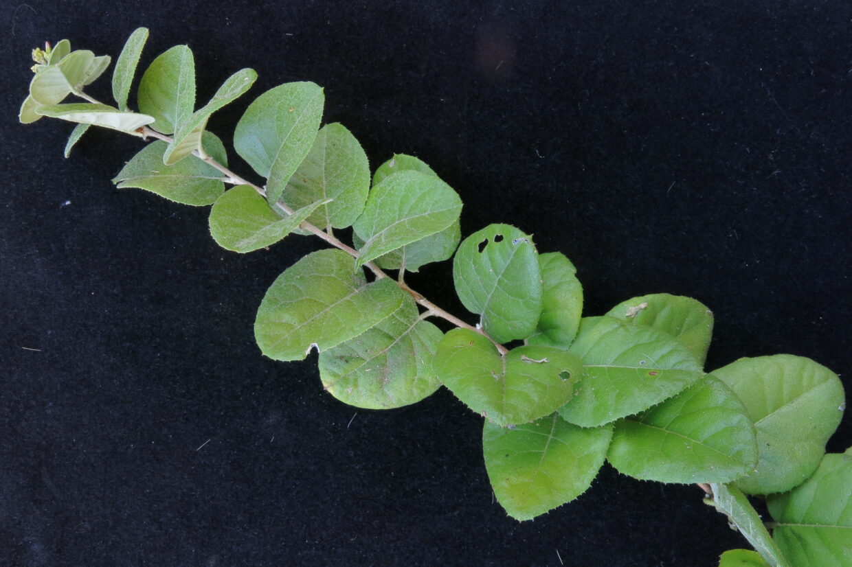 Img 8909 Proustia Pyrifolia