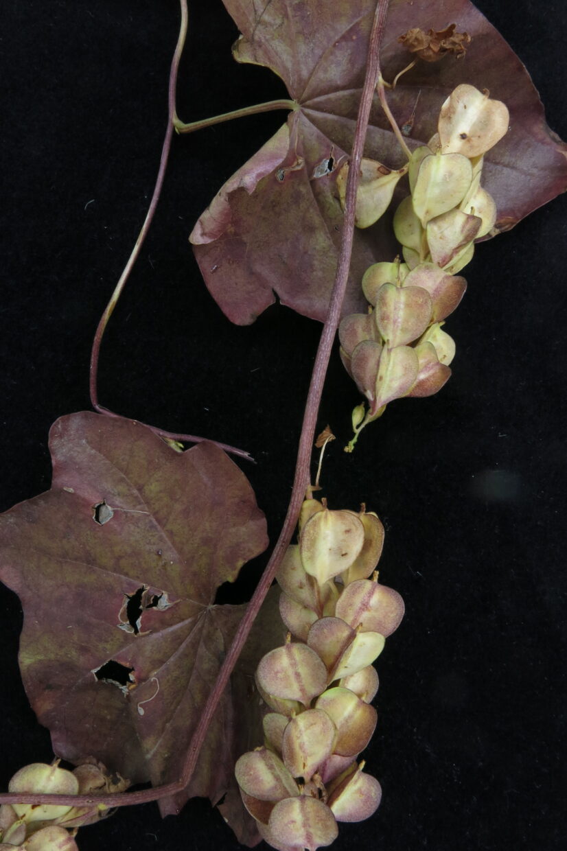 Img 9369 Dioscorea Bryonifolia