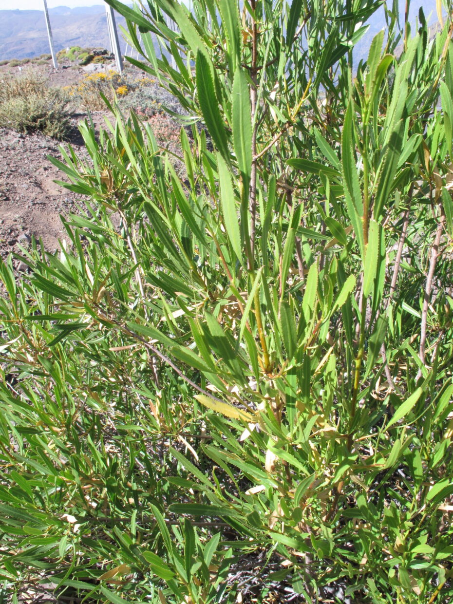 Kageneckia angustifolia Img 4840