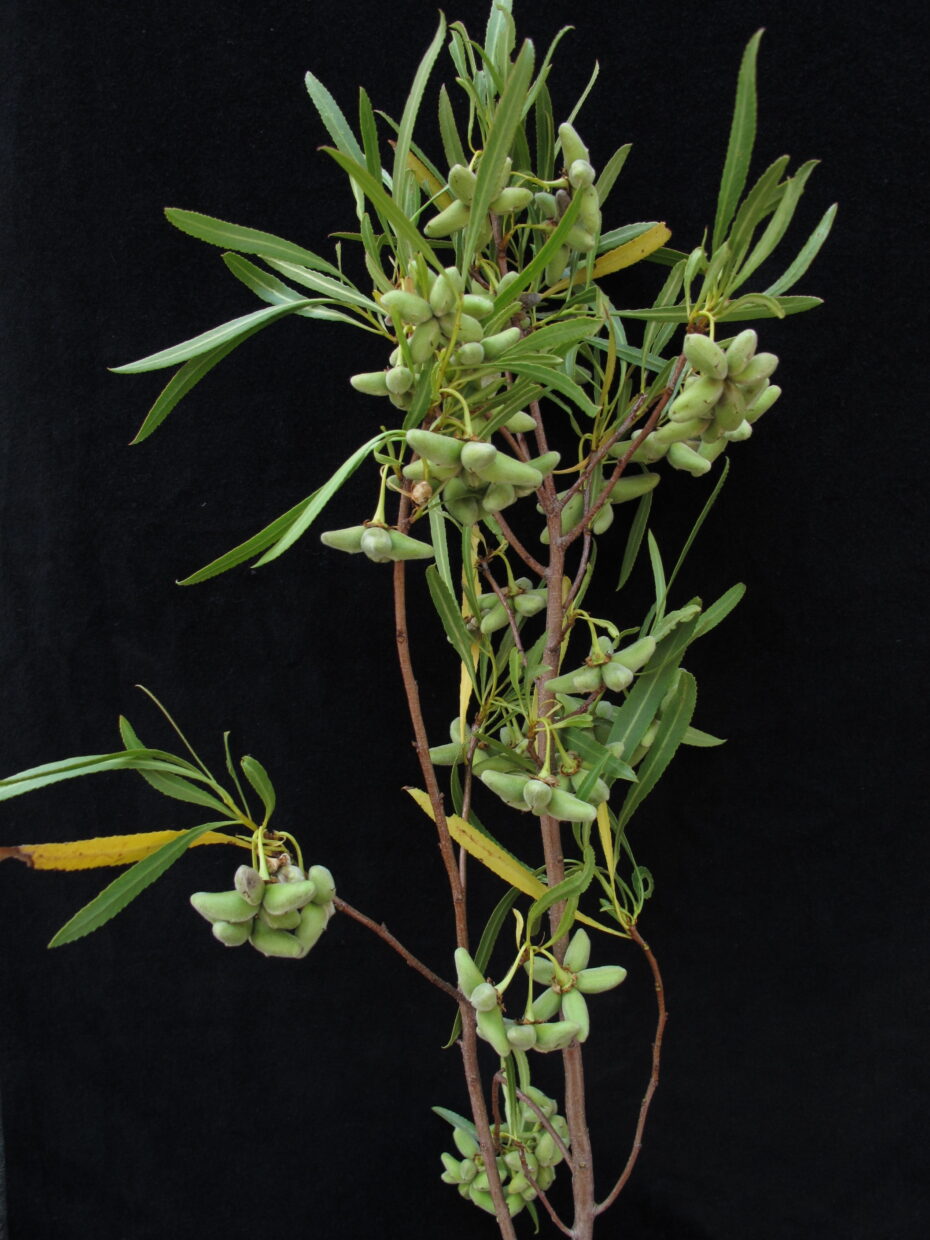 Kageneckia angustifolia Img 4879