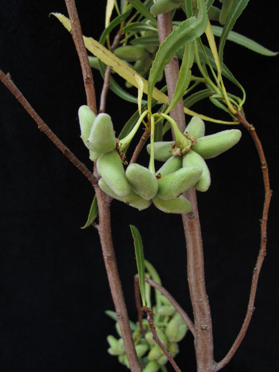 Kageneckia angustifolia Img 4881