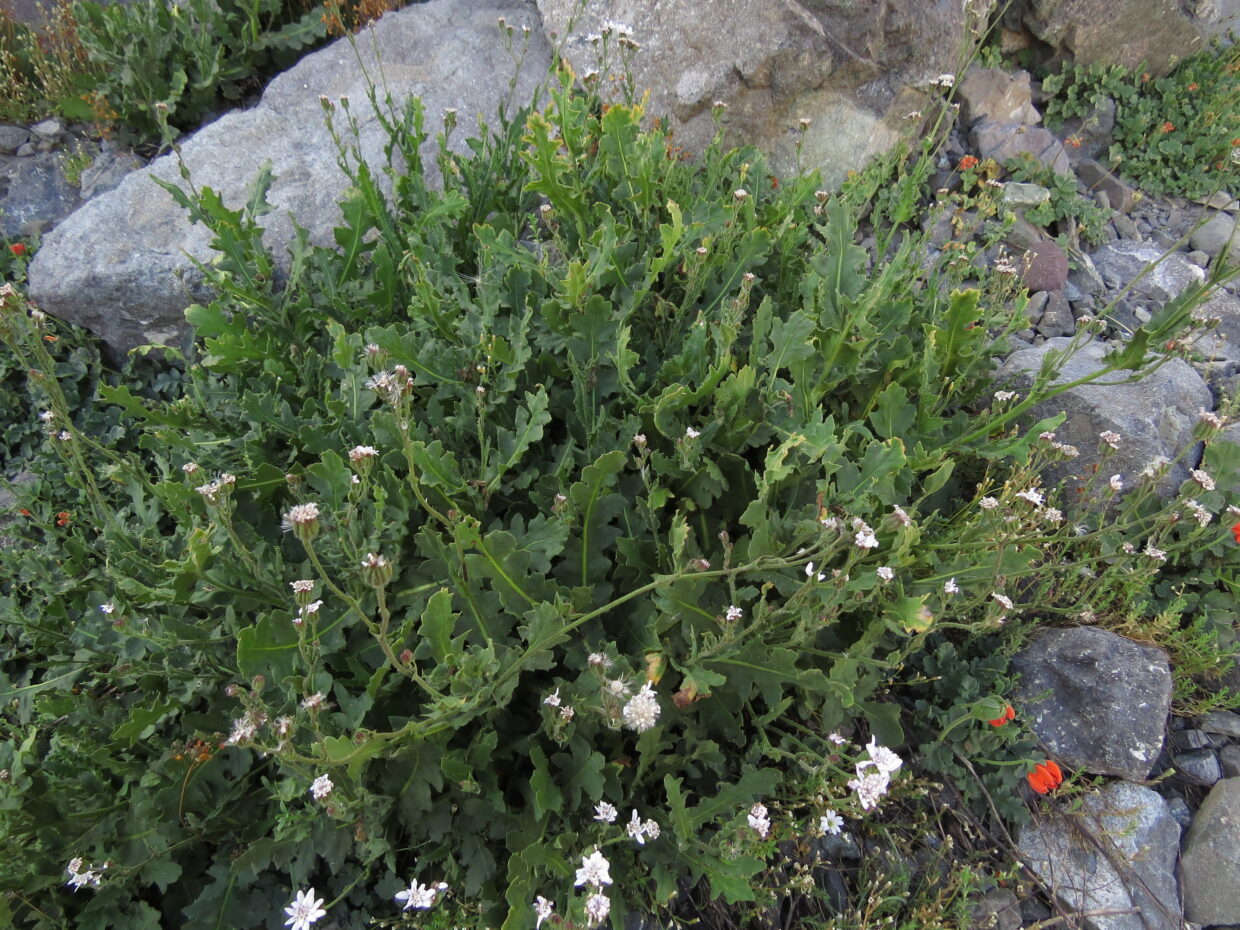 Leucheria-apiifolia_Img 2699