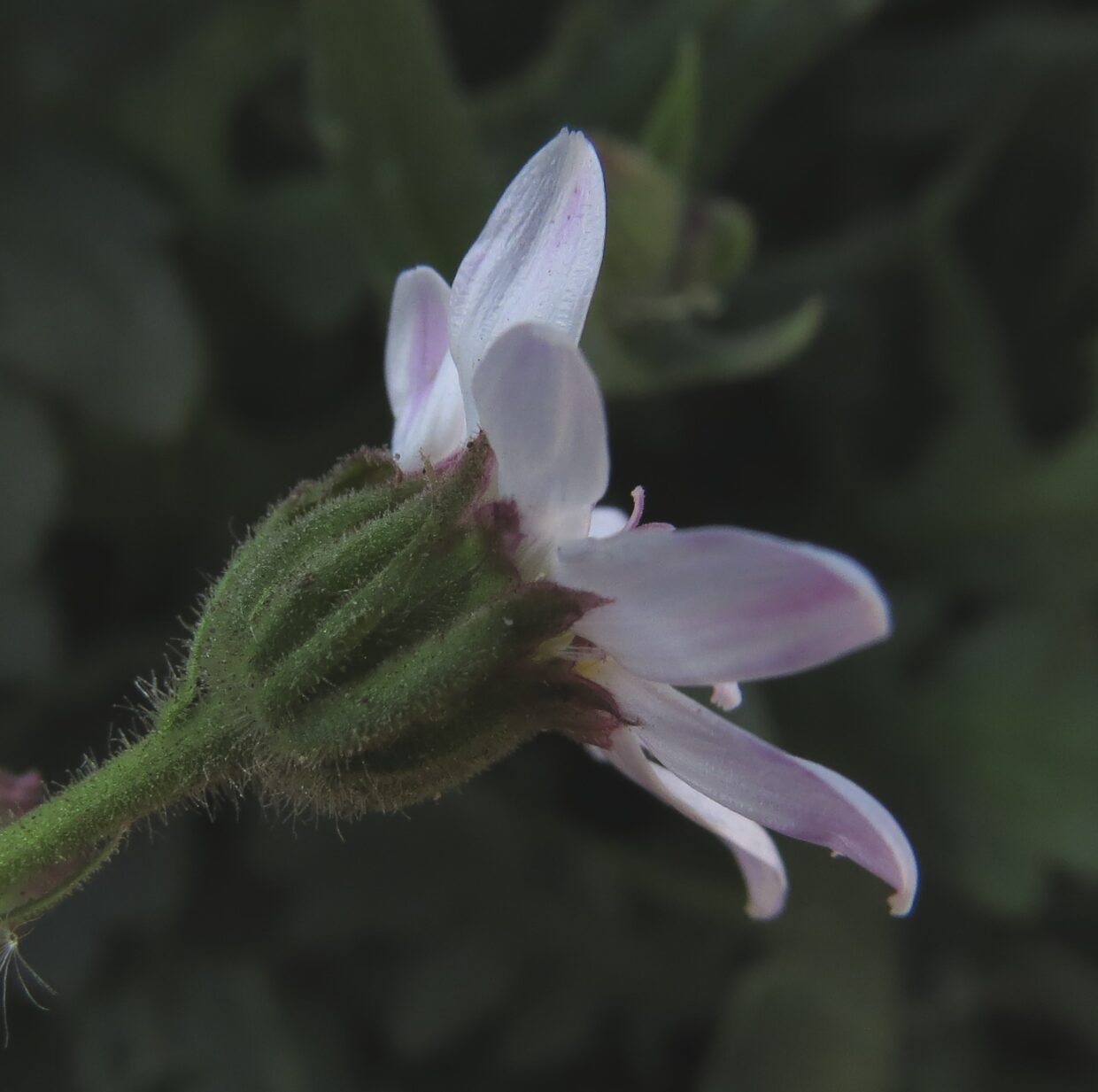 Leucheria-apiifolia_Img 2703