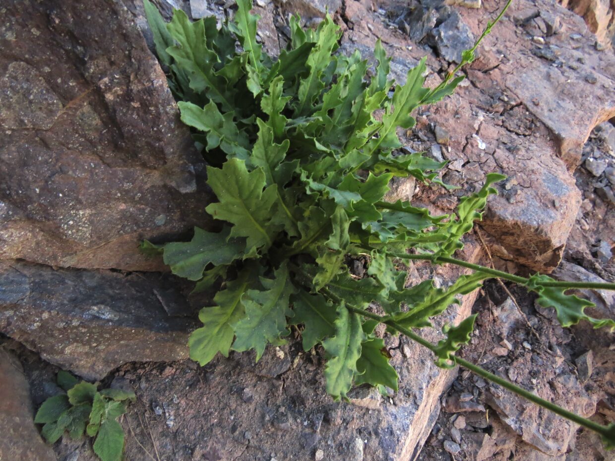 Leucheria-apiifolia_Img 2752