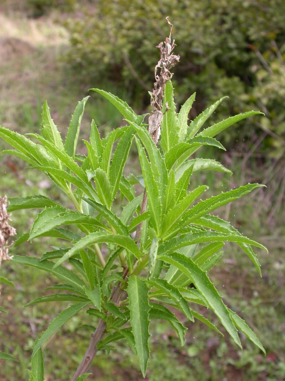 Lobelia Polyphylla Phv