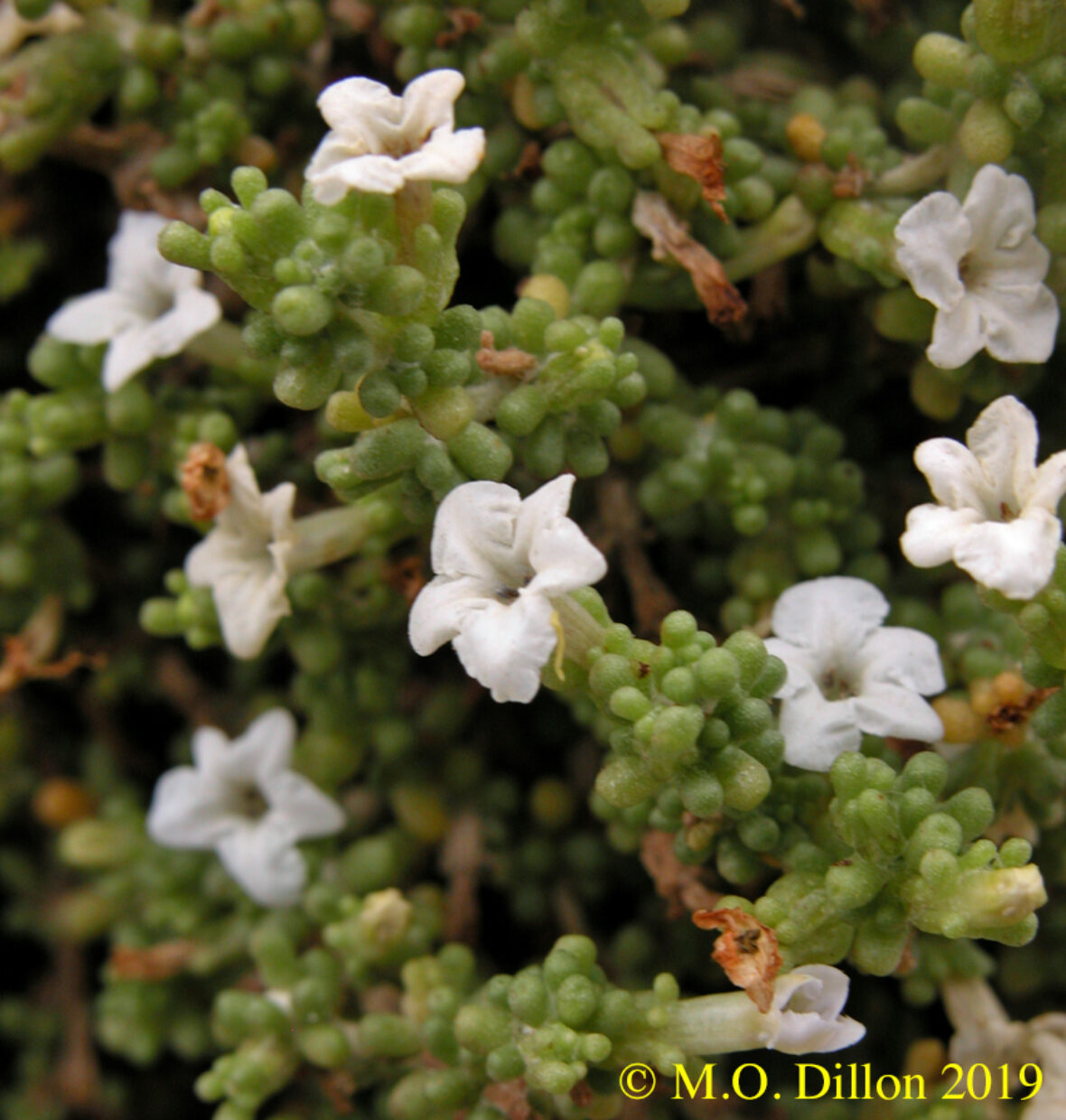 Nolana sedifolia Flos Copy