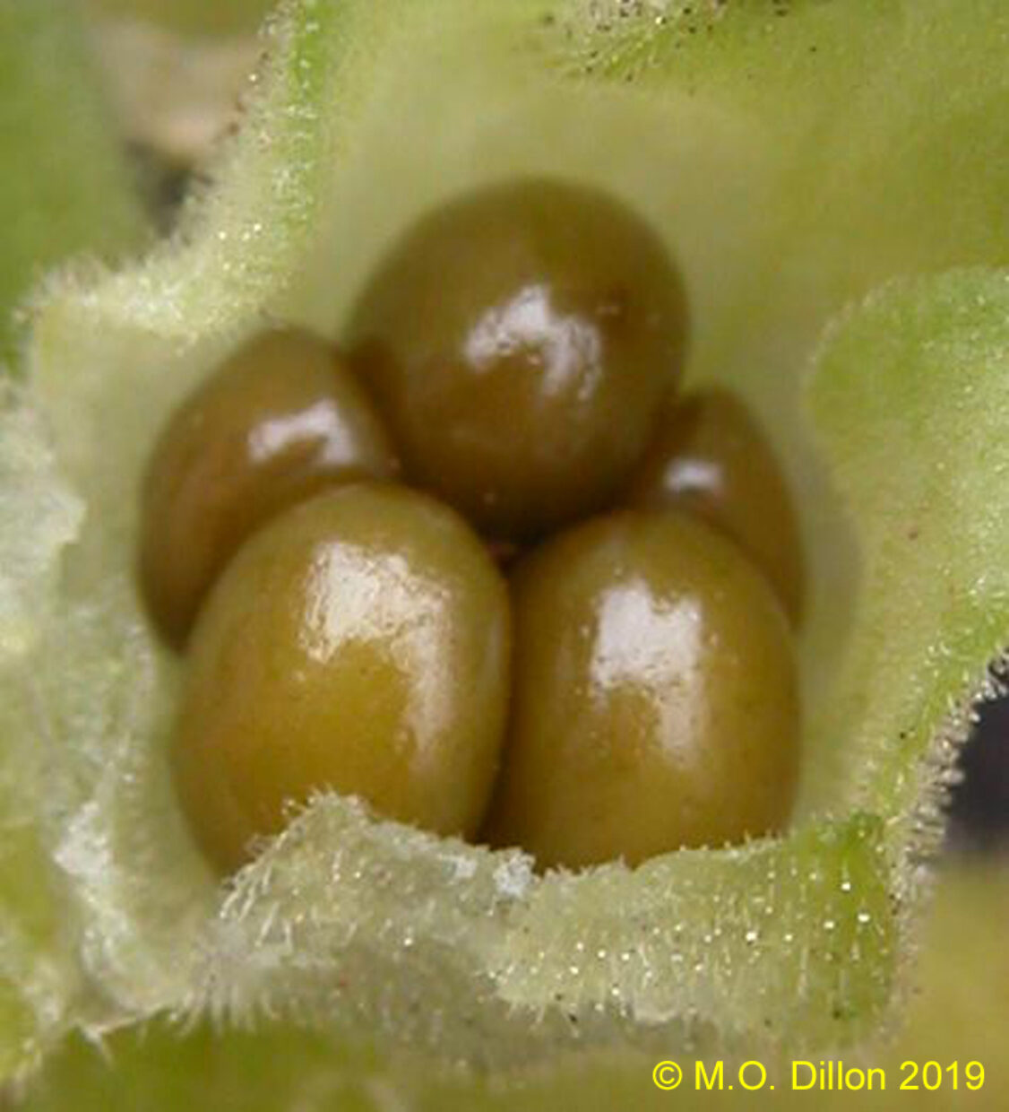 Nolana sessiliflora Mericarps Copy