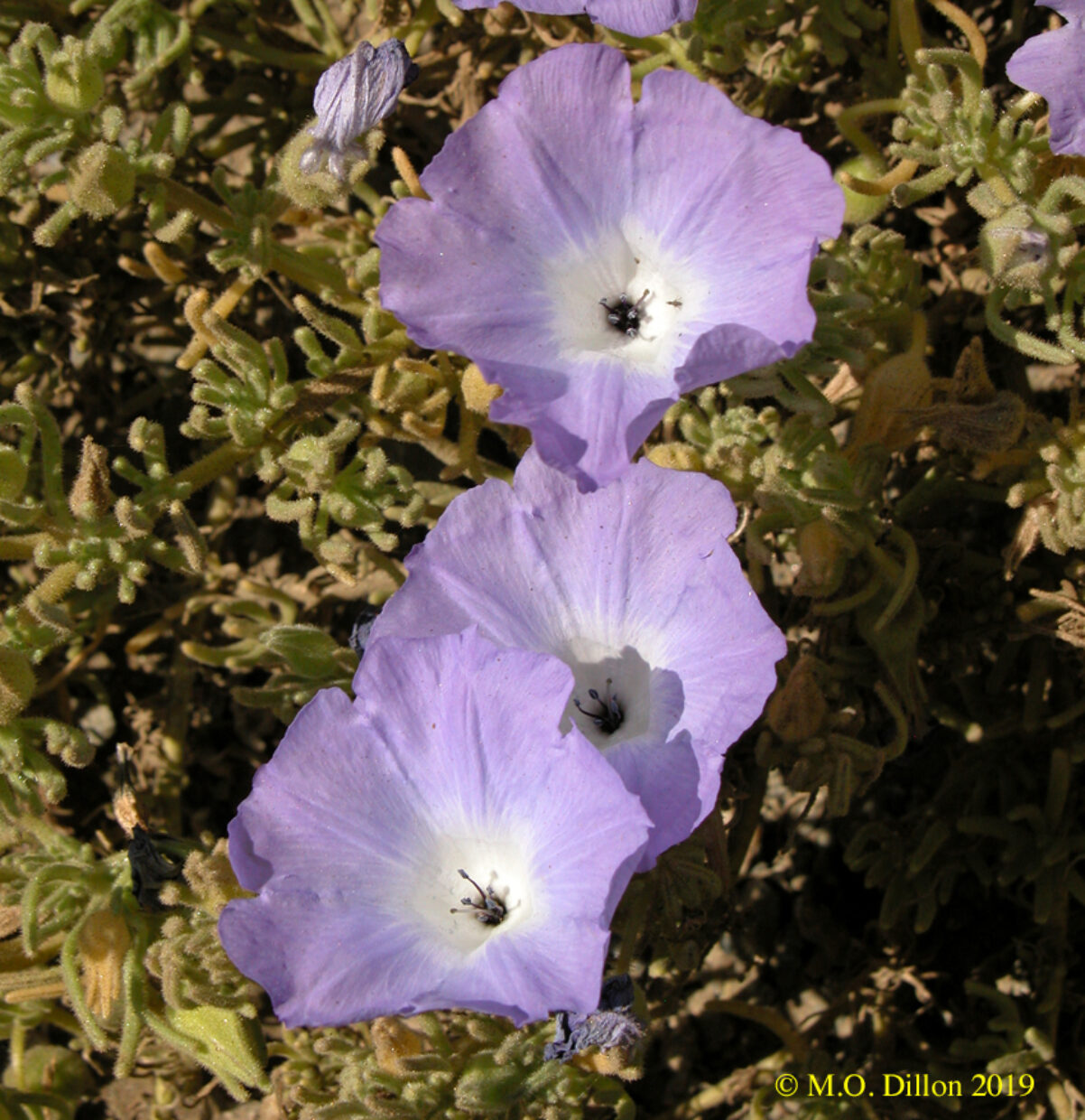 Nolana stenophylla Flors Copy