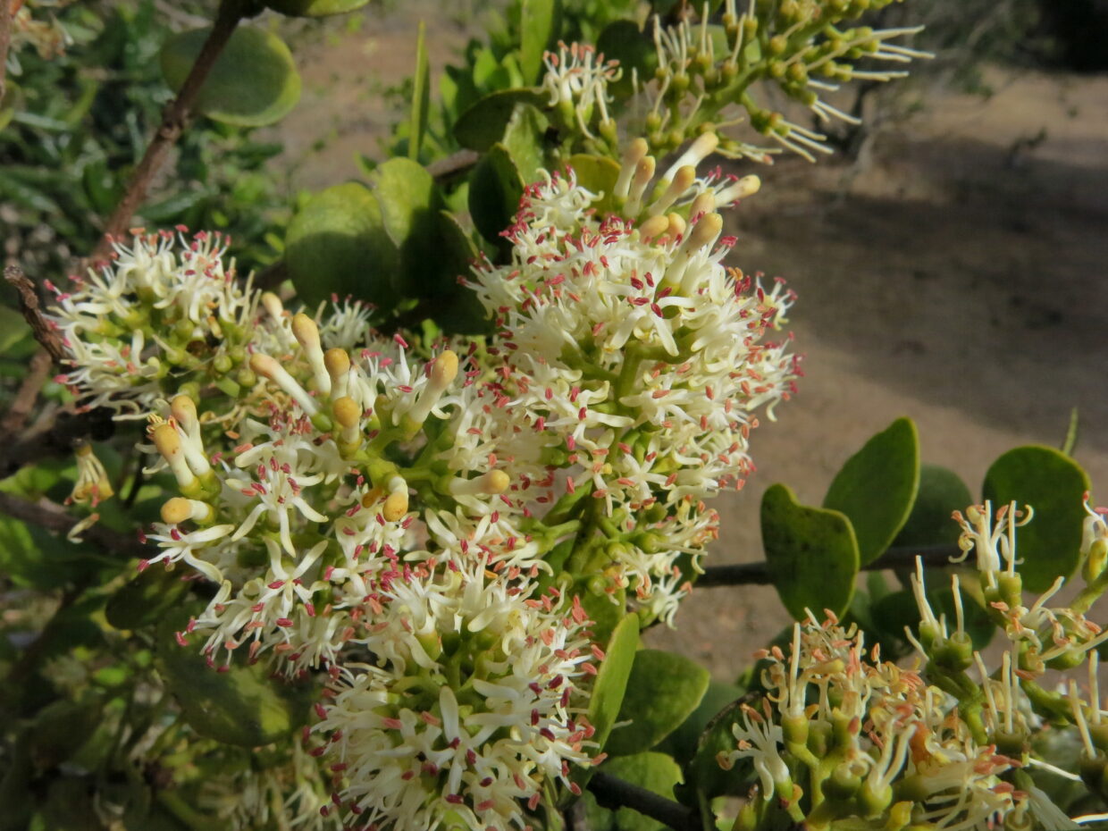 Notanthera Heterophylla Img 2619