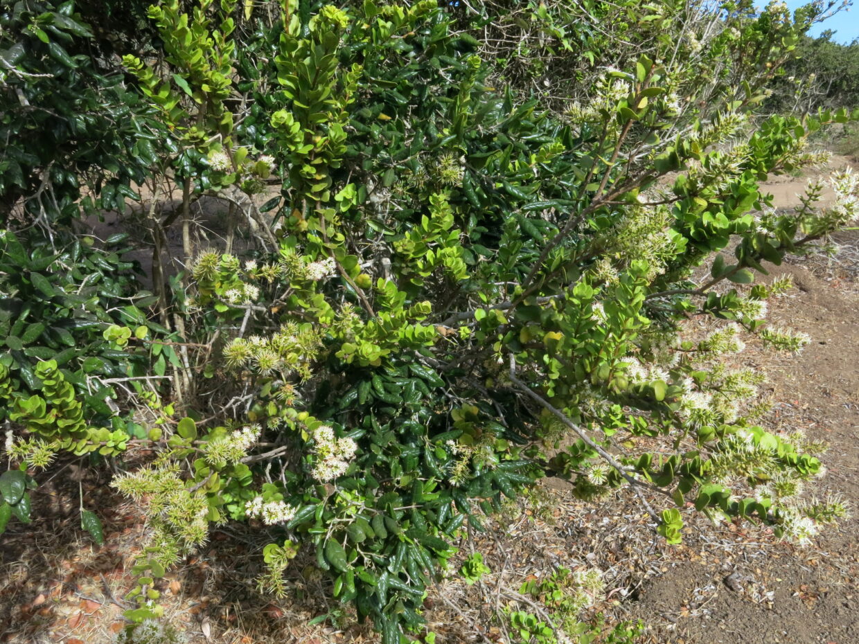 Notanthera Heterophylla Img 2621