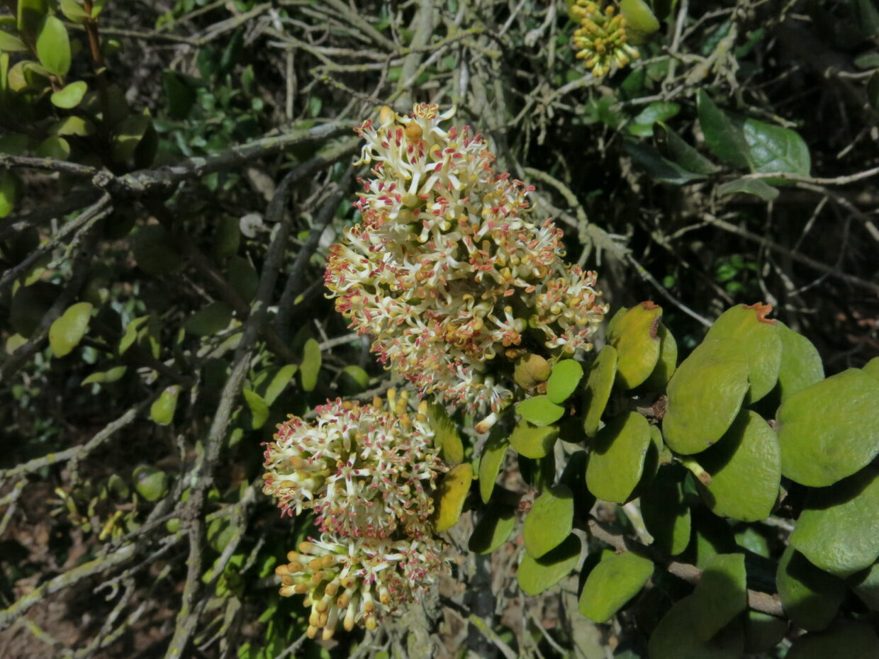 Notanthera Heterophylla Img 2628