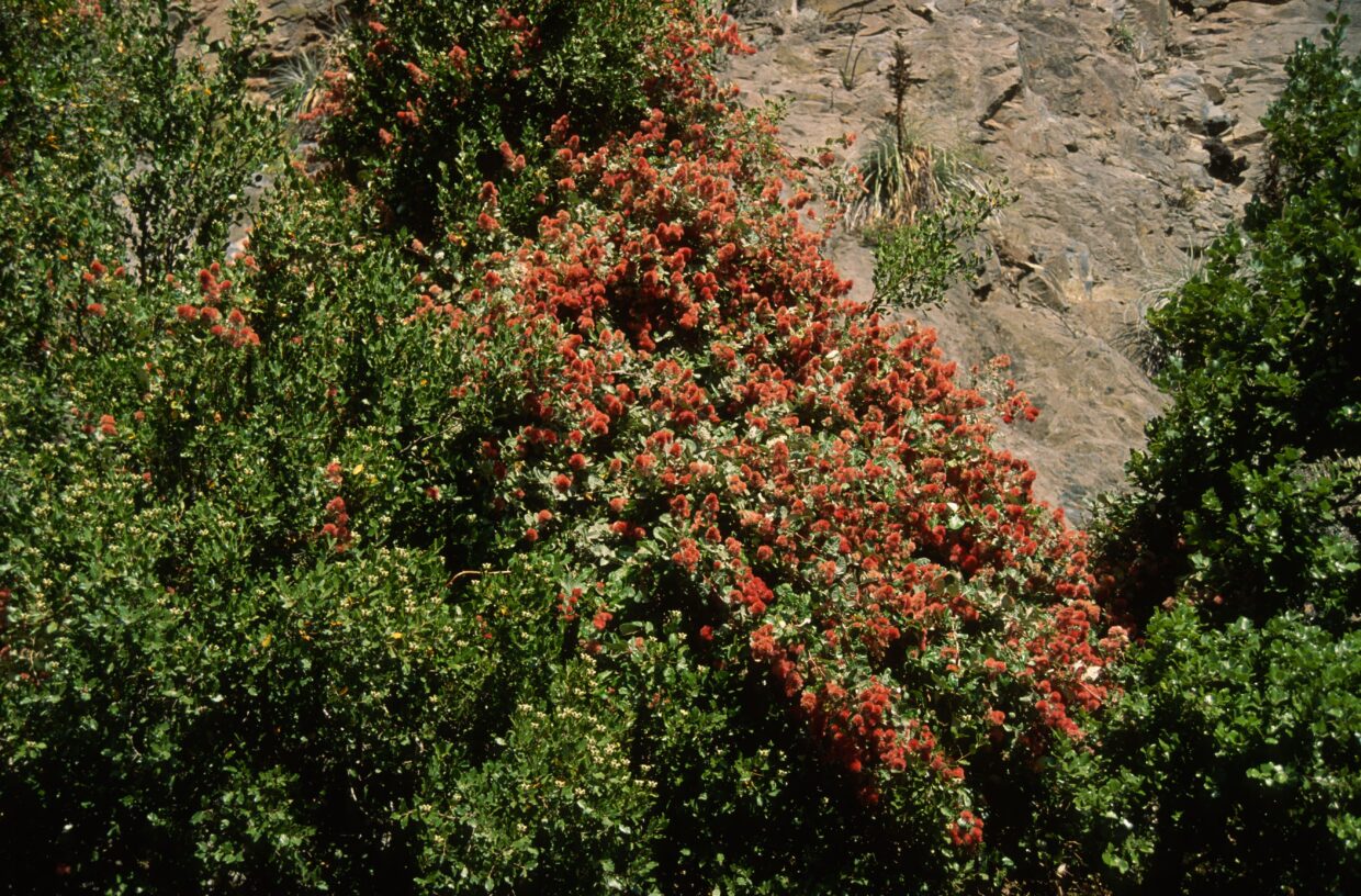 Proustia Pyrifolia  8398