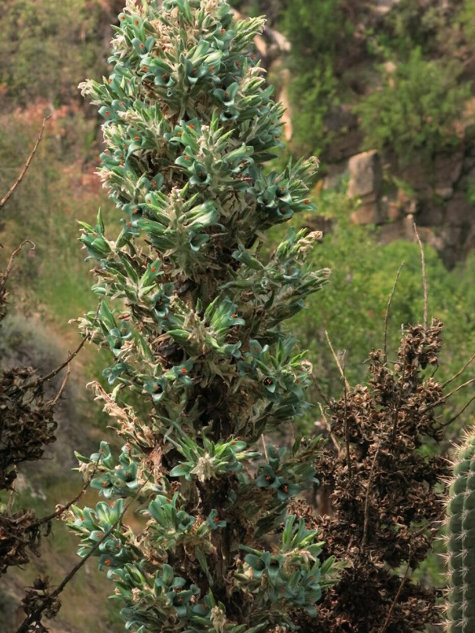 Puya alpestris ssp. zoellneri Img 3510 Wc