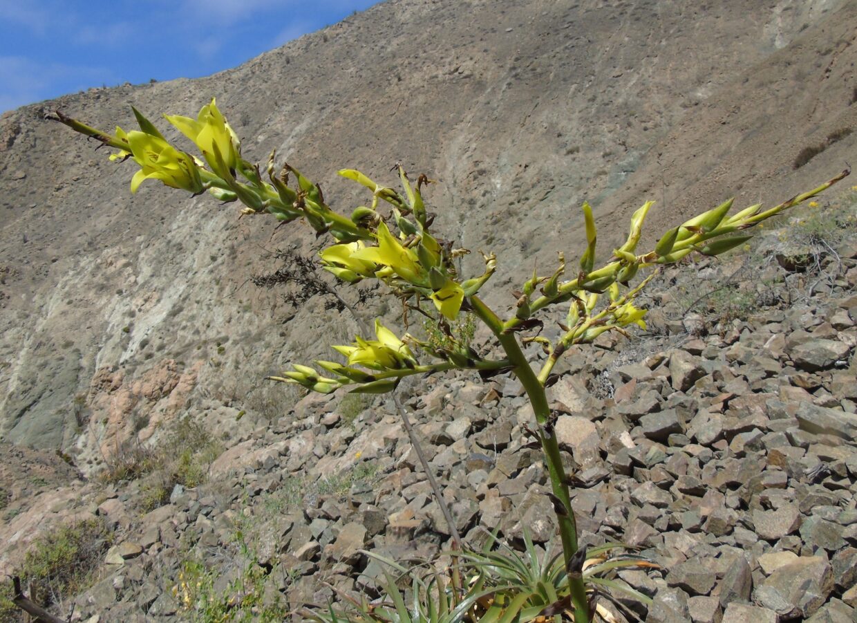 Puya boliviensis DSC02014