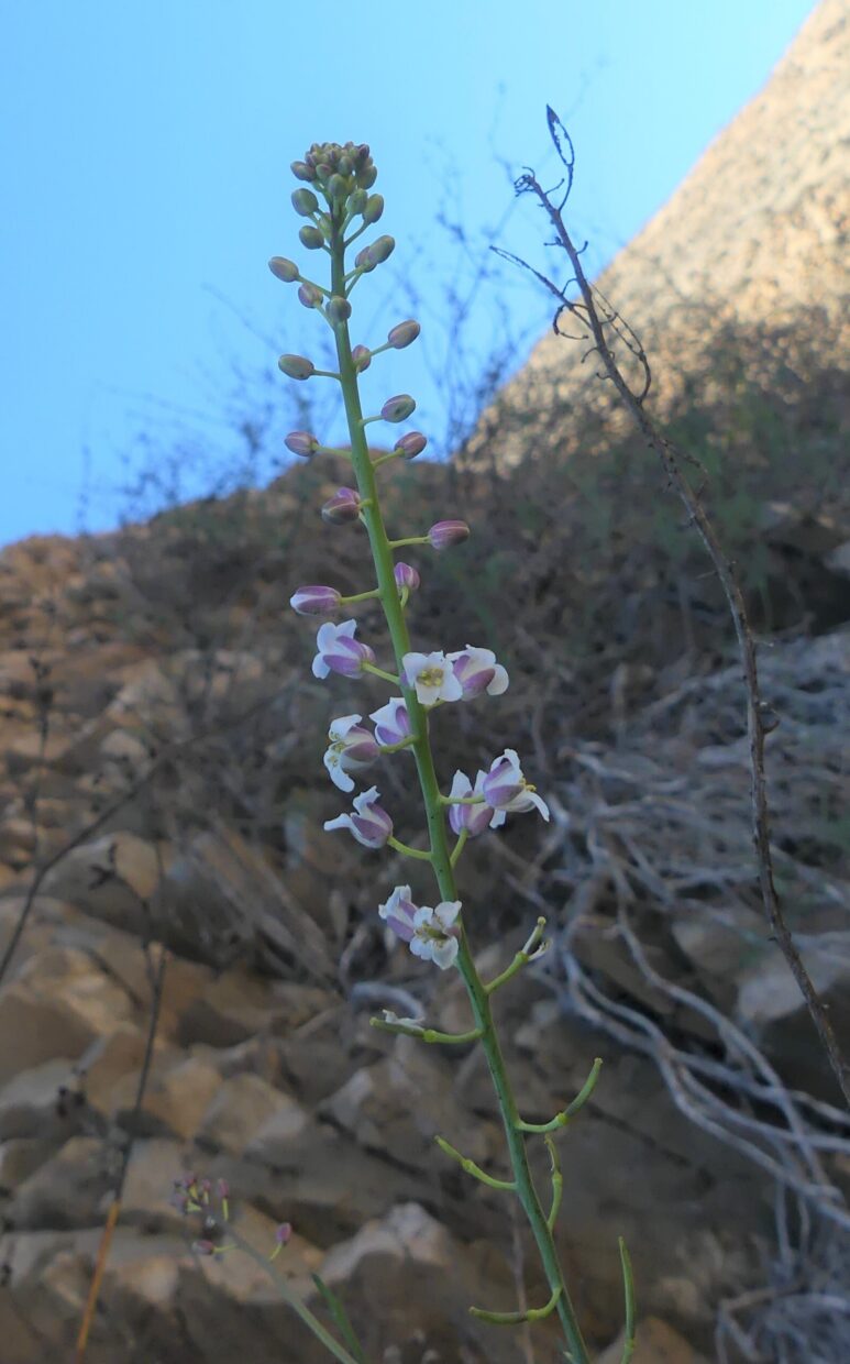 Sibara anethifolia P1370040