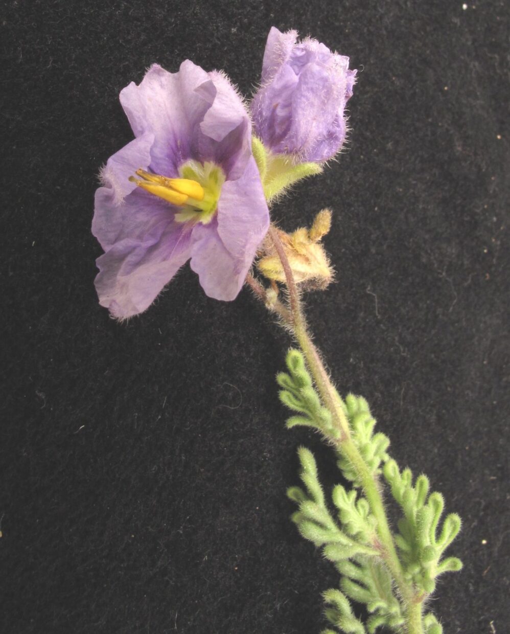 Solanum Trinominum Img 4628