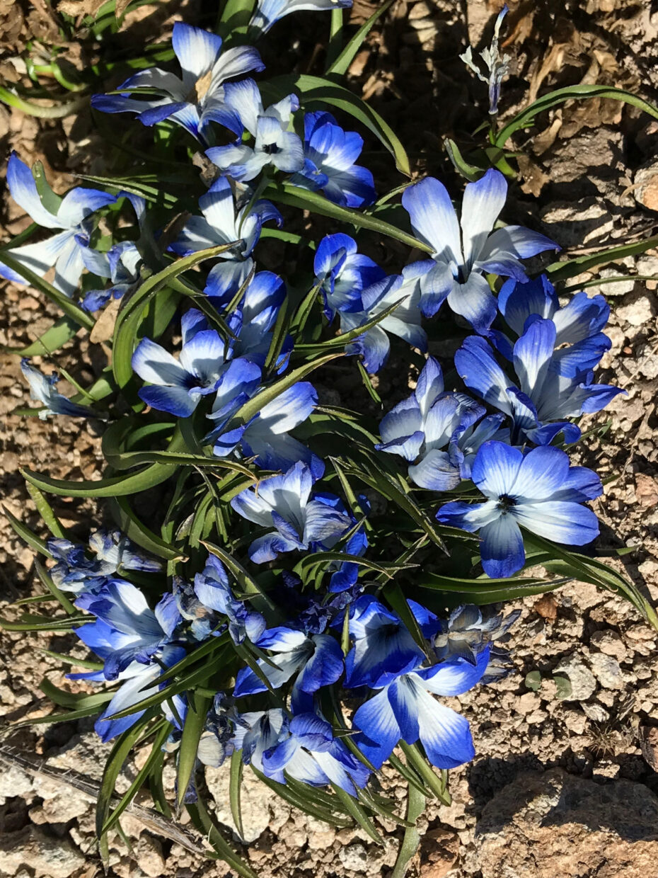 Tecophilaea cynocrocus aleichtlinni azul celeste2