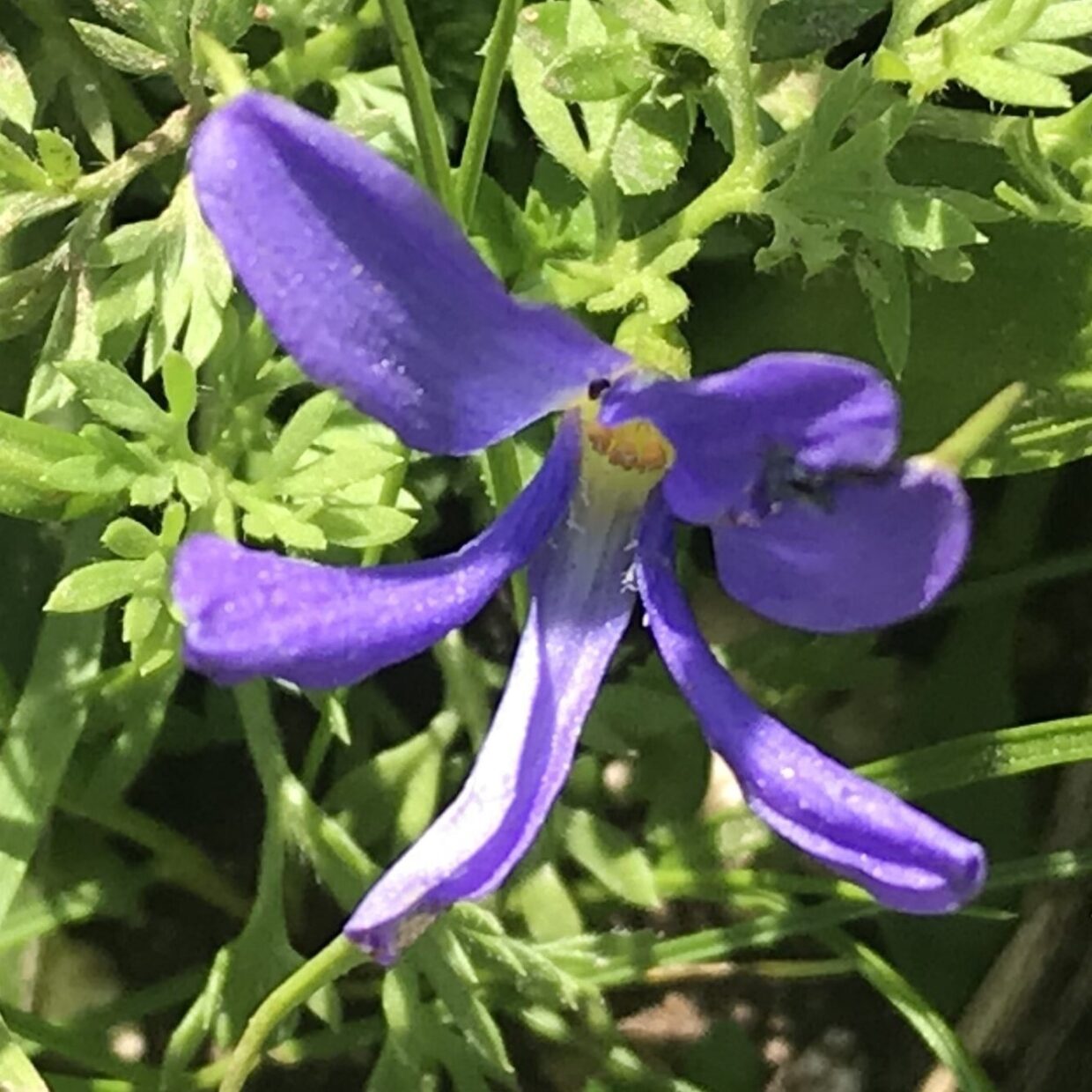 Tecophilaea-violiflora_IMG 6131