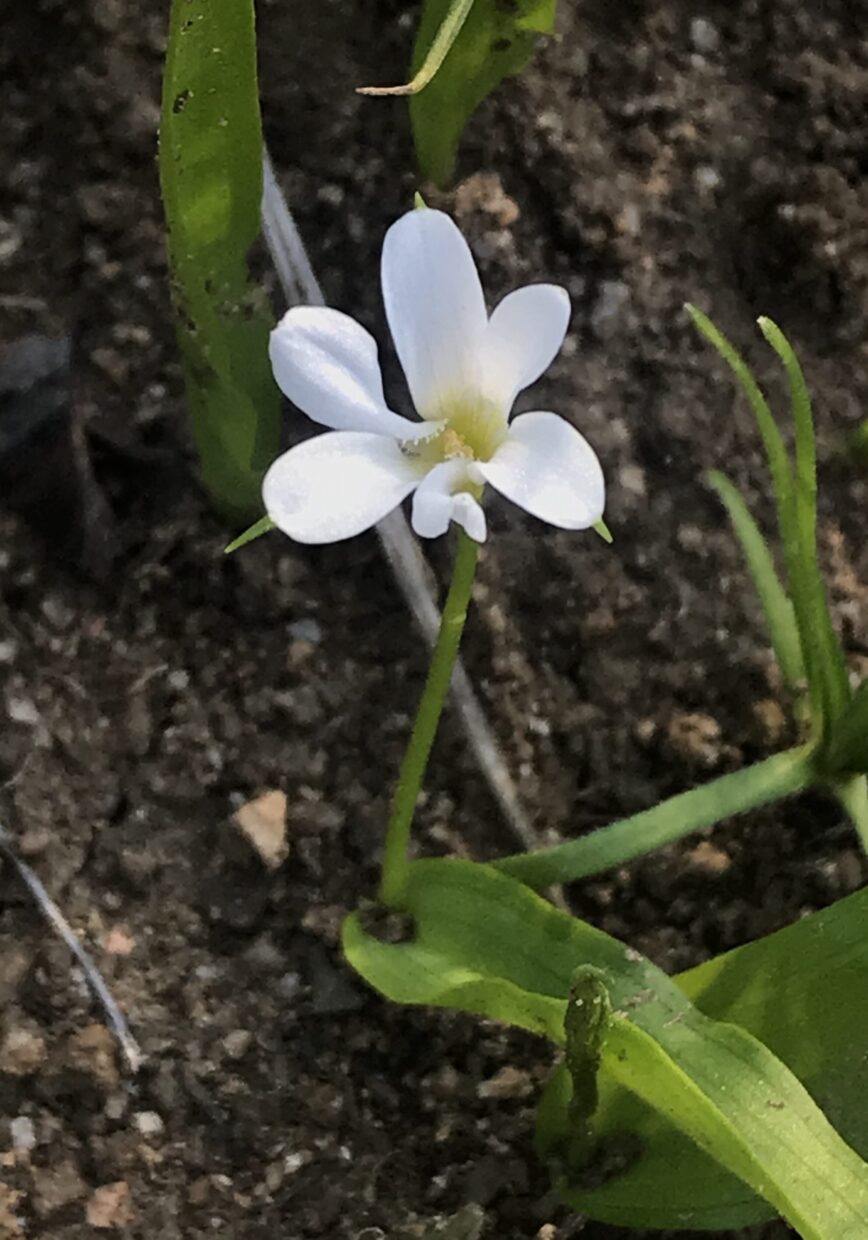Tecophilaea violiflora_IMG 6182