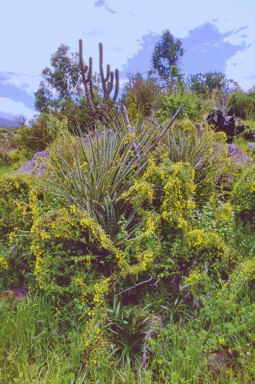 Tropaeolum Brachyceras 1  F  W  8568 In Habitat  Totoralillo N Of Los Vilos Coquimbo Region  19 Sep1997  John