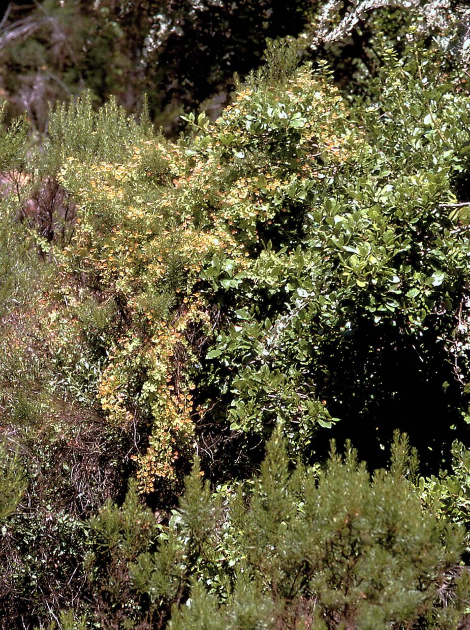 Tropaeolum Ciliatum Subsp  Septentrionale 1 F  W  8234 In Habitat  Cerro Roble Valparaíso Region  Dec 1994  John