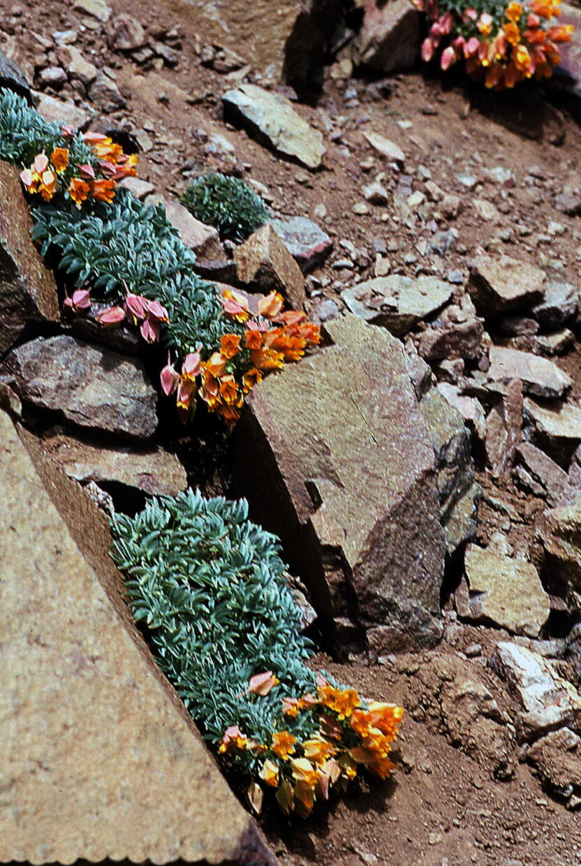 Tropaeolum Nubigenum 2  J W  6779  Valle Nevado Cordillera De Santiago Metropolitan Region  14 Jan 1991  John