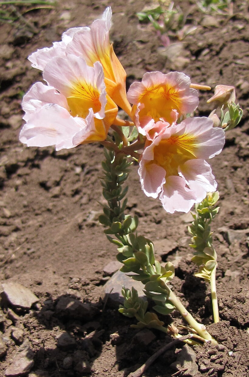 Tropaeolum Sessilifolium 3  F  W  12302 Pink Form In Freestanding Growth Mode  Lagunillas Cordillera De Santiago Metropolitan Region  10