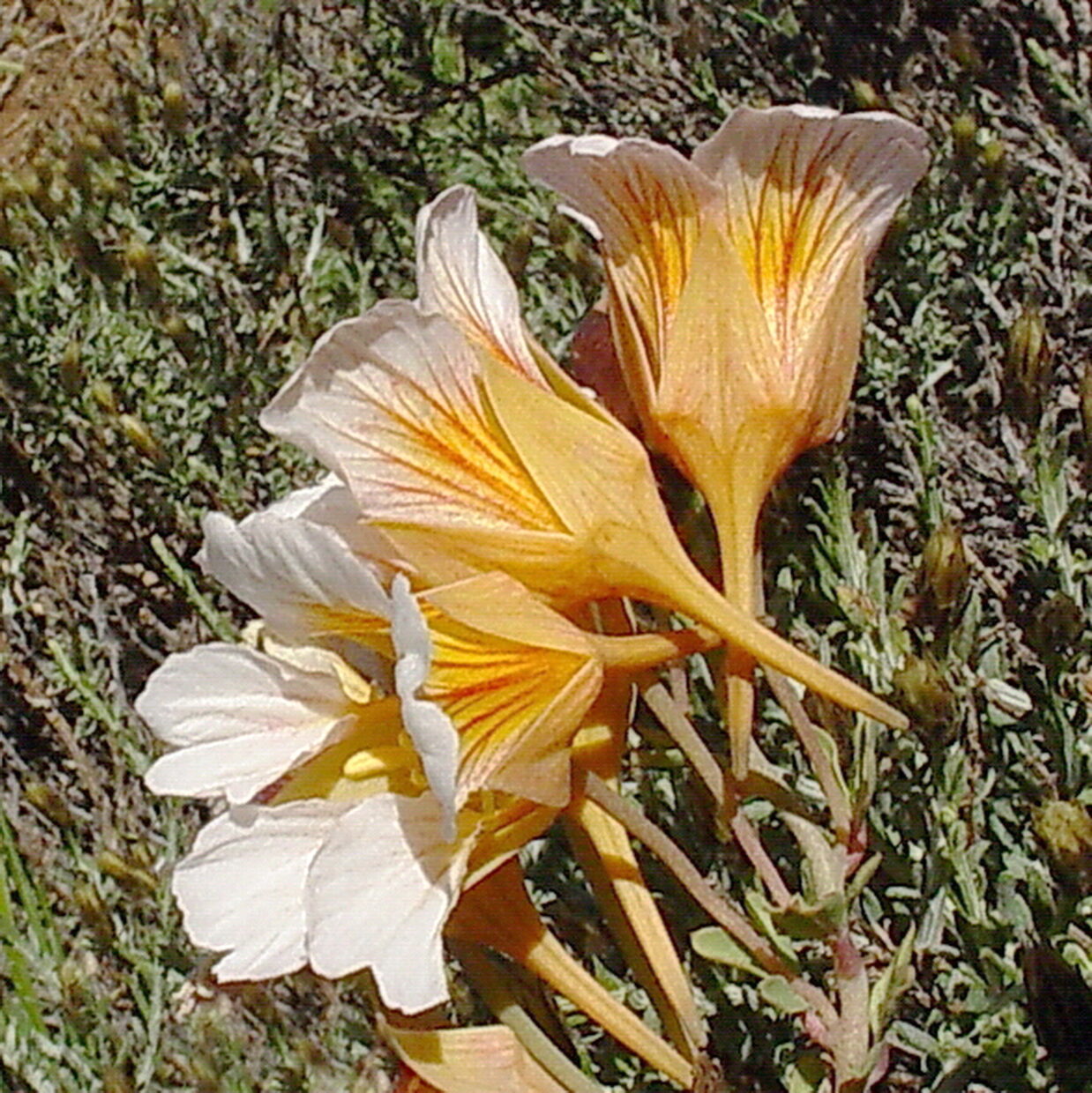 Tropaeolum Sessilifolium 8  F  W  10674 Growing Over Anarthrophyllum Andicola  Lagunillas Cordillera De Santiago Metropolitan Region  25 J