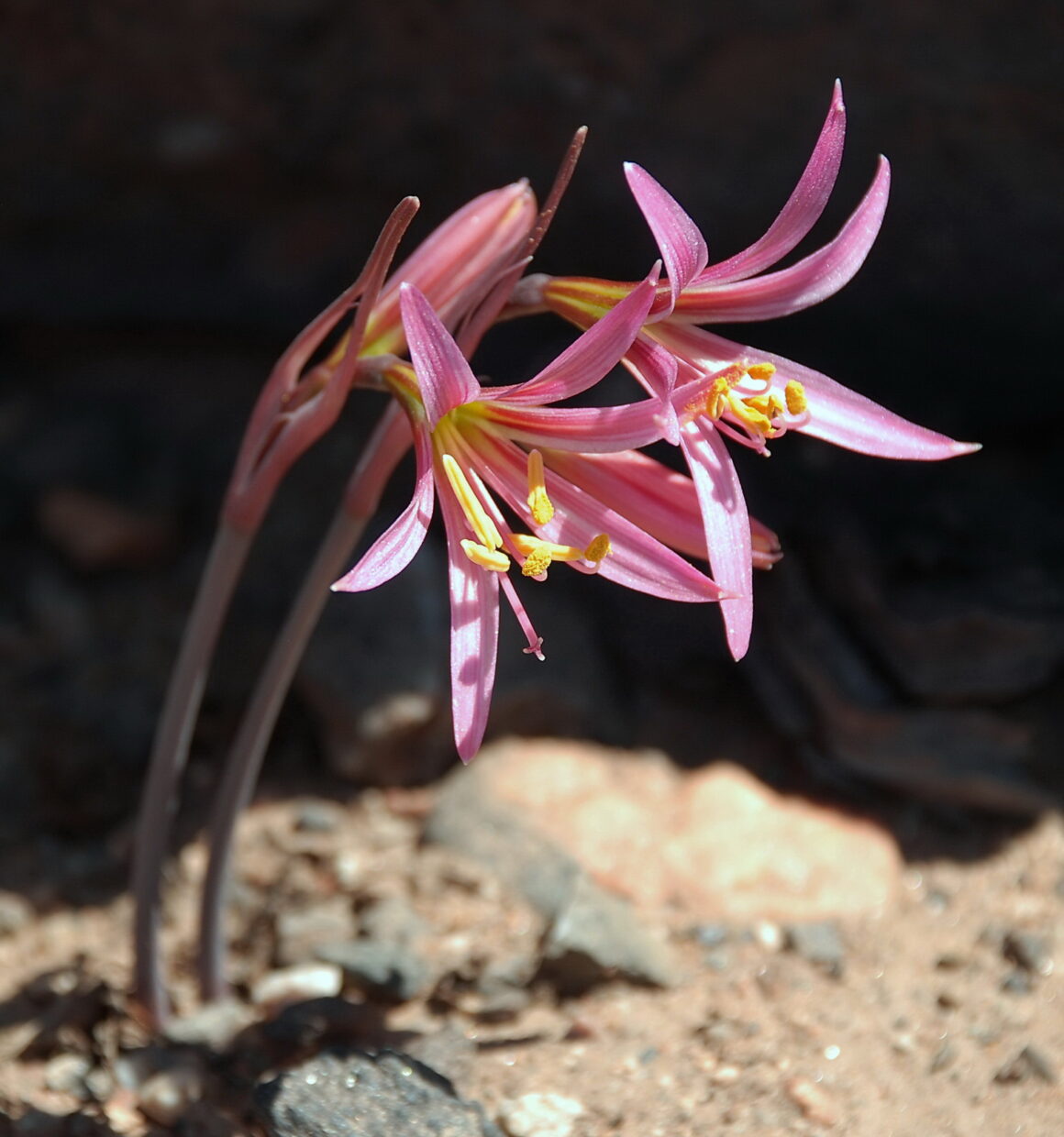 Zephyranthes-sarae-Huasco-Atacama_JMW.jpg
