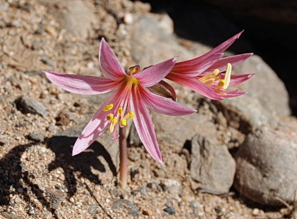 Zephyranthes sarae_Huasco-Atacama_JMW2.JPG