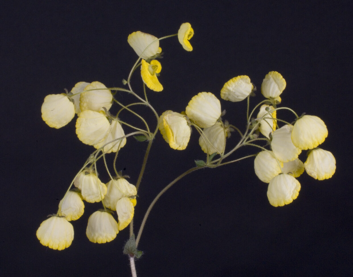 Calceolaria Corymbosa 0001