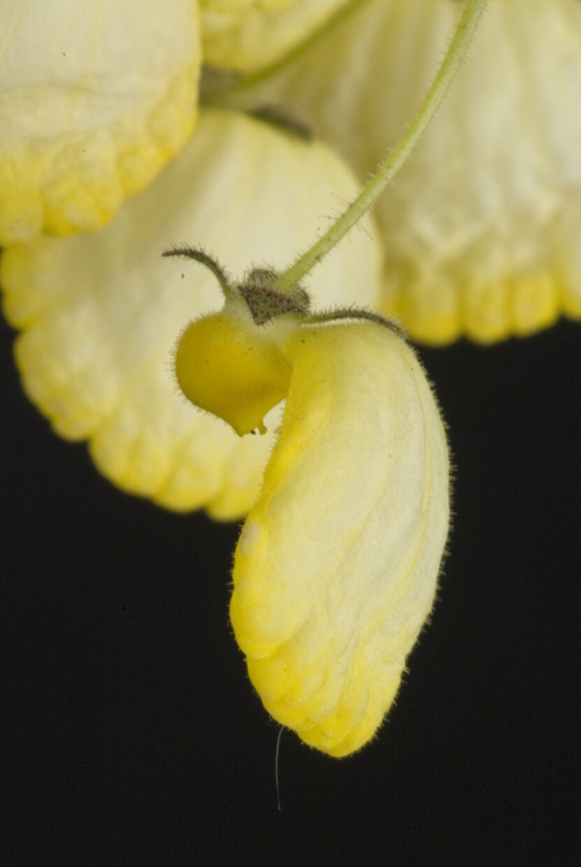 Calceolaria Corymbosa 0014