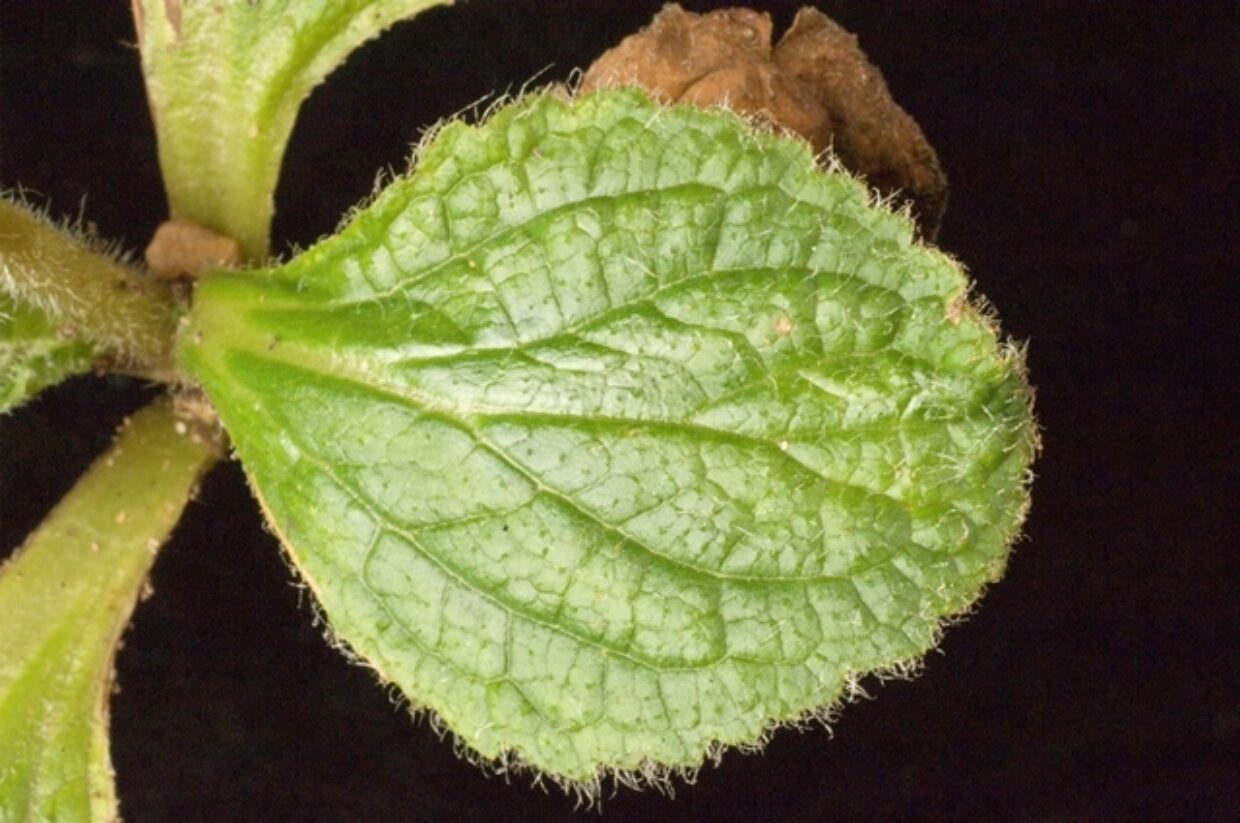 Calceolaria Corymbosa 0021A