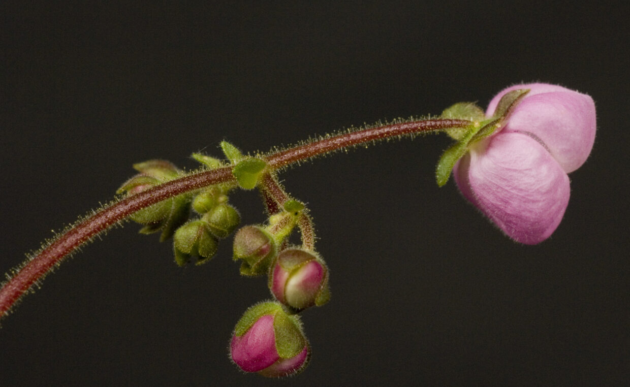 Calceolaria0002