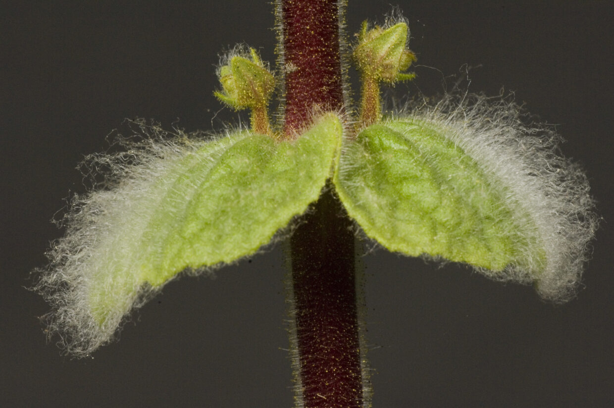 Calceolaria0007