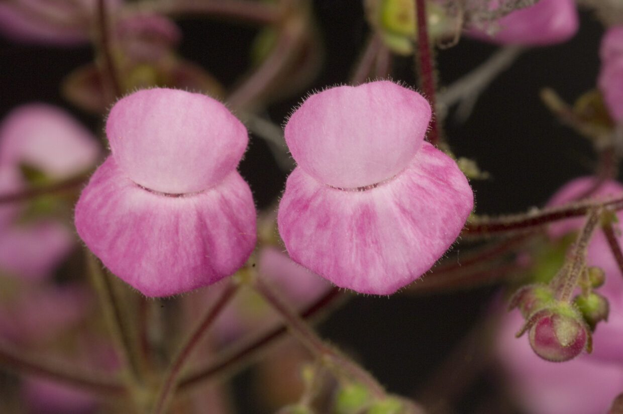 Calceolaria0016