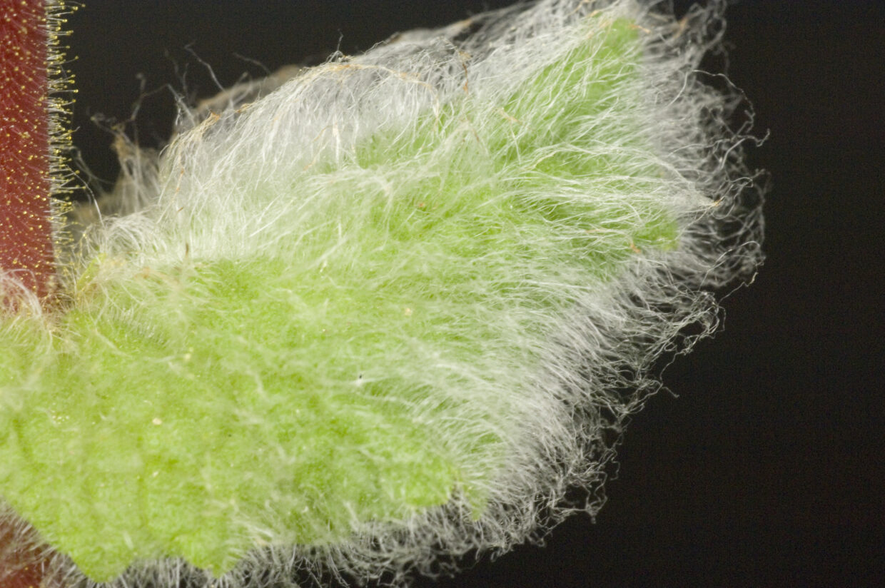Calceolaria0030