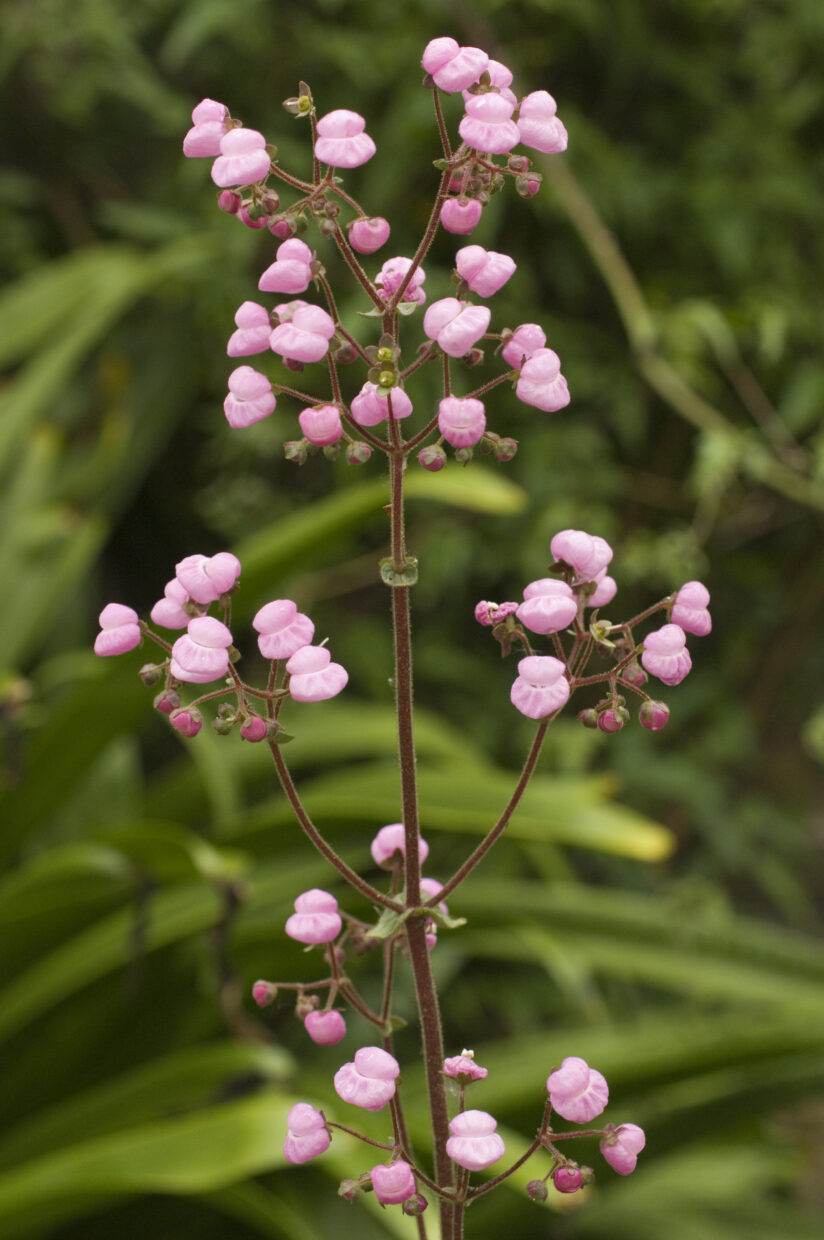 Calceolaria0052